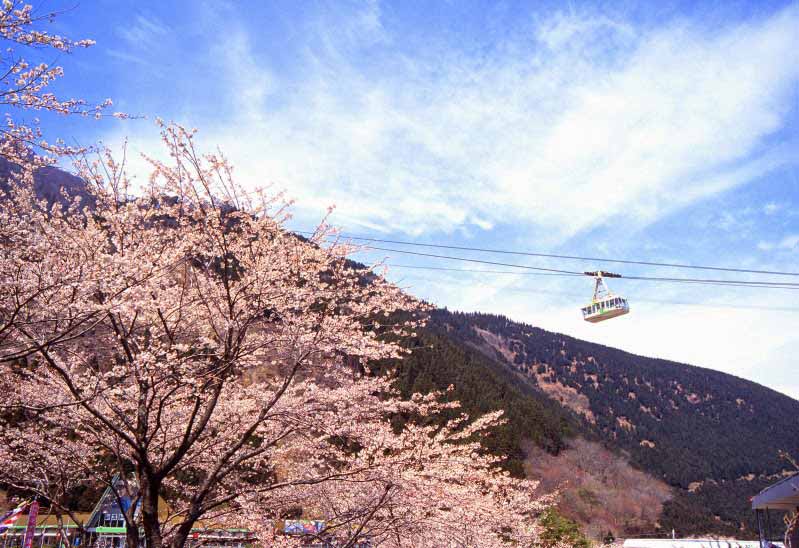 เมืองเบปปุ