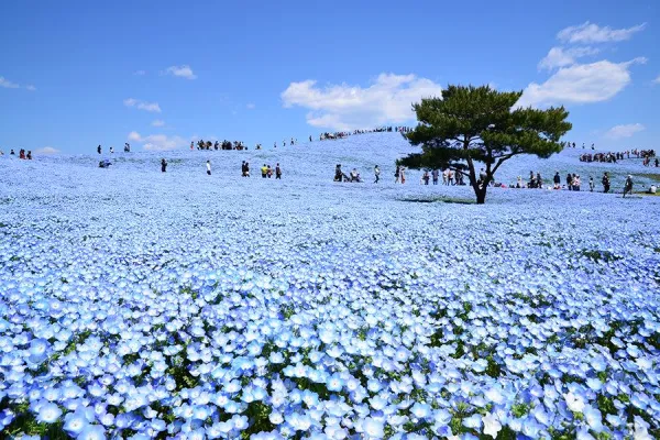ทุ่งดอกเนโมฟีลาสีฟ้าที่สวนฮิตาชิซีไซด์ ที่เที่ยวอิบารากิยอดนิยม