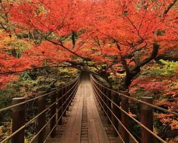 สะพานแขวนชิโอมิท่ามกลางใบไม้เปลี่ยนสีในหุบเขาฮานานุกิ จังหวัดอิบารากิ