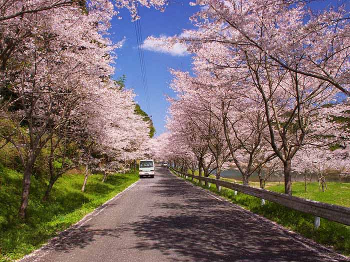 เมืองซากะ