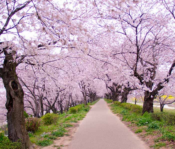 เมืองไซตามะ