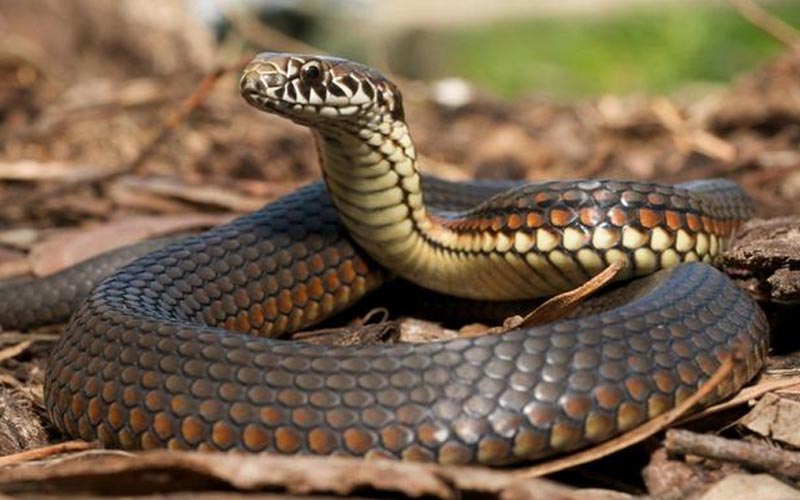 วิธีป้องกันงูและไล่งู