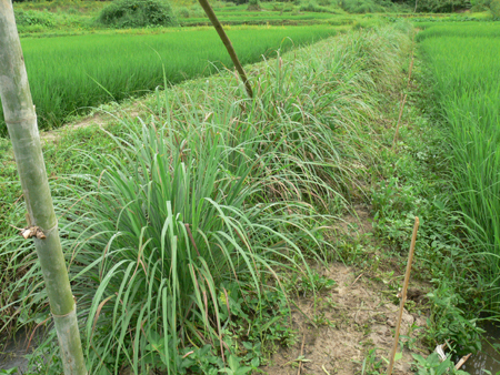 ปลูกตะไคร้