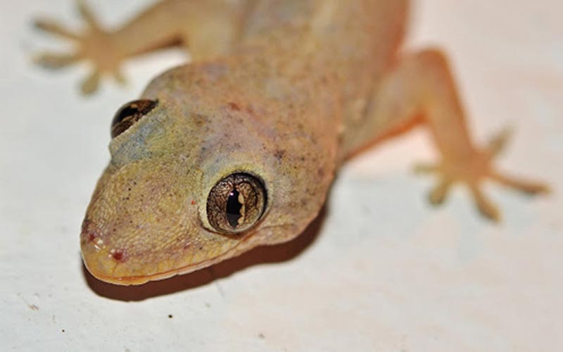 วิธีไล่จิ้งจก