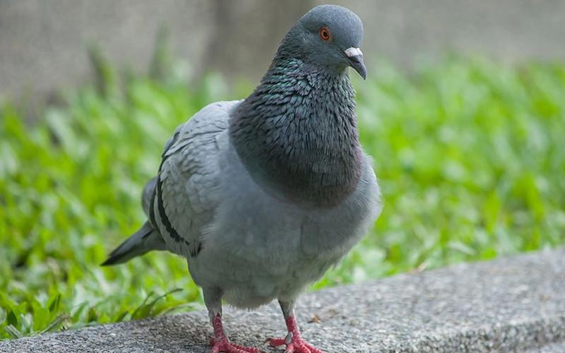 วิธีไล่นกพิราบ