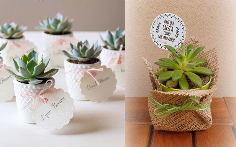 ของชำร่วยต้นไม้