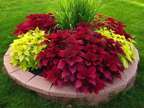 จัดสวนหน้าบ้านพื้นที่แคบด้วย coleus