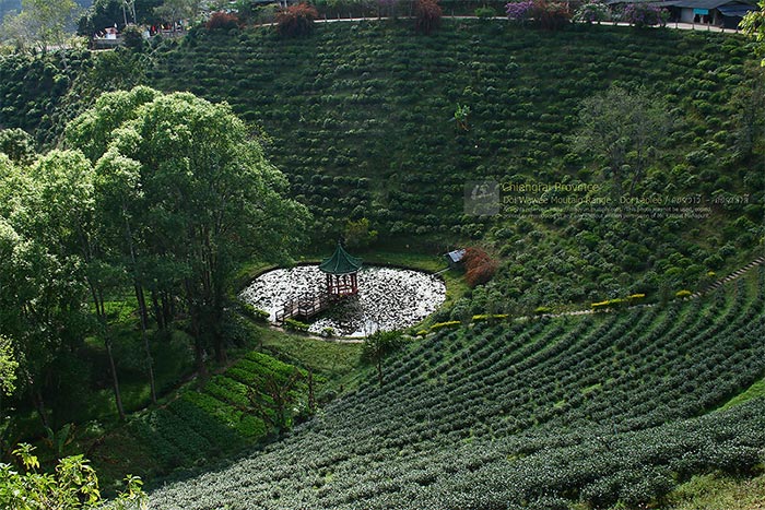 ดอยวาวี ดอยช้าง ดอยกาดผี และดอยบ่อ