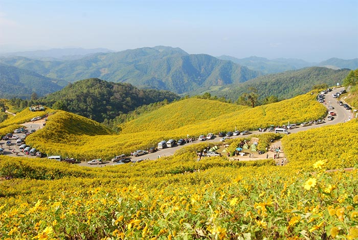 ทุ่งบัวตอง ดอยแม่เหาะ