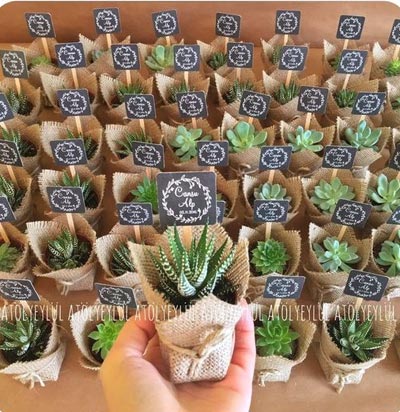 ต้นไม้อวบน้ำ (Succulents) หลากหลายสายพันธุ์ในกระถางเล็ก ห่อด้วยผ้ากระสอบสีน้ำตาลธรรมชาติ ผูกเชือกป่าน พร้อมป้ายชื่อเจ้าบ่าวเจ้าสาวเสียบอยู่บนก้านไม้ วางเรียงรายกันเป็นจำนวนมาก